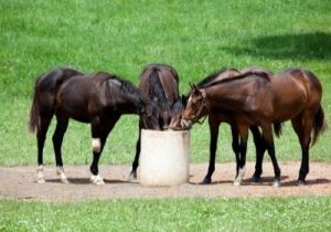 Food for racehorses